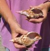 2 piece lot of Caribbean Triton Trumpet seashells measuring approximately 5" (You are buying the shells pictured) for $18.00/lot