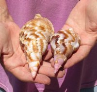 2 piece lot of Caribbean Triton Trumpet seashells measuring approximately 5" - Available for Sale for $18.00/lot