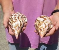 2 piece lot of Caribbean Triton Trumpet seashells measuring approximately 7" - Buy Now for $30.00/lot