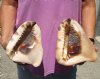 Two piece lot of King Helmet Shells approximately 7 inches for seashell decor - You are buying the shells shown for $20/lot (natural imperfections)