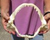 Blue (Prionace glauca) shark jaws for sale measuring approximately 10 inches wide and 8-1/2 inches tall - You are buying this one for $35