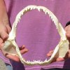 Blue (Prionace glauca) shark jaws for sale measuring approximately 8-1/4 inches wide and 7-1/2 inches tall - You are buying this one for $20
