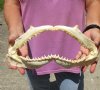 12-1/2 inches wide Common /Smooth Hammerhead Shark Jaw - you will receive the jaw pictured for $45