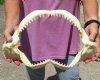 Dusky Shark Jaw measuring 14-1/4 inches - you will receive the jaw pictured for $50 