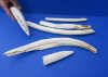 6 piece lot of 6 - 16 inch Hippo Tusks, hippo Ivory, 2.5 pounds.  (You are buying the hippo tusks pictured) for $250.00/lot (CITES #220293) (There is writing on a couple of tusk)