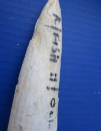 6 piece lot of 6 - 16 inch Hippo Tusks, hippo Ivory, 2.5 pounds.  (You are buying the hippo tusks pictured) for $250.00/lot (CITES #220293) (There is writing on a couple of tusk)
