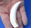 One Extra Large Alligator Tooth 4 inches long from a Florida gator (You are buying the tooth shown) for $25