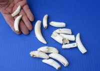 14 pc lot of Florida Alligator Teeth measuring approximately 1-1/2 to 3-1/2 inches long each from Florida gators (You are buying the teeth shown) for $20/lot (These gator teeth are damaged and/or deformed)