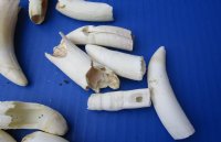 14 pc lot of Florida Alligator Teeth measuring approximately 1-1/2 to 3-1/2 inches long each from Florida gators (You are buying the teeth shown) for $20/lot (These gator teeth are damaged and/or deformed)