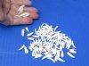 100 piece lot of Alligator Teeth 1/2 to 1-1/4 inches long from Florida gators (You are buying the teeth shown) for $25/lot