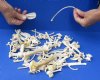 100 pc lot of raccoon/wild boar and coyote bones measuring approximately 1/2 inch up to 7 inches in size.  You are buying the assorted small bones pictured for $30.00