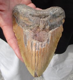 Huge Megalodon Fossil Shark Tooth (Carcharocles megalodon) measuring 6 inches long for $395.00 (Signature Required)