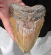 Huge Megalodon Fossil Shark Tooth (Carcharocles megalodon) measuring 6 inches long - You are buying the one in the picture for $395.00 (Signature Required)