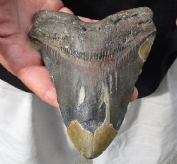 One Huge Megalodon Fossil Shark Tooth (Carcharocles megalodon) measuring 6-1/8 inches long for $295.00 