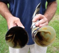 2 pc lot of Decorative Polished Buffalo Horn with a lines and dots design, 12 and 13 inches around the curve (you will receive the horns pictured) for $25/lot 