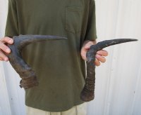 2 pc lot of Red Hartebeest Horns - 17-1/2 and 18 inches long. (You are buying the horns in the photos) for $25.00