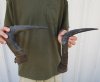 2 pc lot of Red Hartebeest Horns - 17-1/2 and 18 inches long. (You are buying the horns in the photos) for $25.00