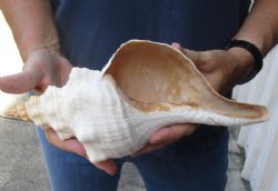 11 inches horse conch for sale, Florida's state seashell - Buy Now for $25