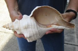 13 inches horse conch for sale, Florida's state seashell - For Sale for $37