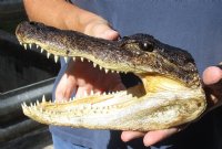 9 inch long Alligator Head from a Louisiana Gator (You are buying the alligator head pictured) for $20