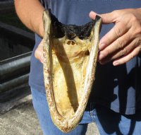 9 inch long Alligator Head from a Louisiana Gator (You are buying the alligator head pictured) for $20