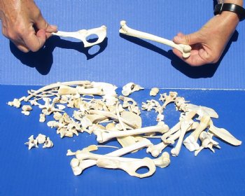 100 pc lot of assorted small bones pictured for $35