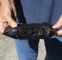 North American Beaver tail cured in formaldehyde (end painted black) measuring 10-1/2 x 6-1/2 inches - $5