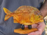 6-1/4 inch Real dried Piranha Fish from South America on a wood display base (You are buying the piranha shown) for $30.00 (will have some tiny small holes in the skin)