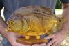 9-1/2 inch Real dried Piranha Fish from South America on a wood display base (You are buying the piranha shown) for $54.00 (will have some tiny small holes in the skin)