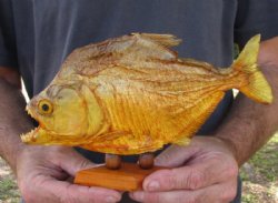 9-3/4 inch Real dried Piranha Fish from South America on a wood display base for $54.00 