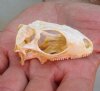 North American Iguana TOP SKULL ONLY for sale, 2-1/2 inches long for $20.00 