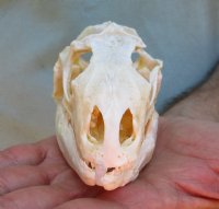 Large B-Grade North American Iguana skull for sale, 4-1/2 inches long  - review all photos. You are buying the skull pictured for $95.00 (Jaws glued shut)