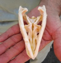 Large B-Grade North American Iguana skull for sale, 4-1/2 inches long  - review all photos. You are buying the skull pictured for $95.00 (Jaws glued shut)