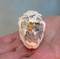 North American Iguana skull for sale, 2-1/2 inches long - Discounted/Damaged for $25.00 