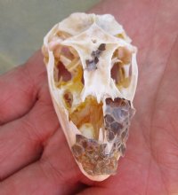 North American Iguana skull for sale, 2-1/2 inches long - Discounted/Damaged for $25.00 