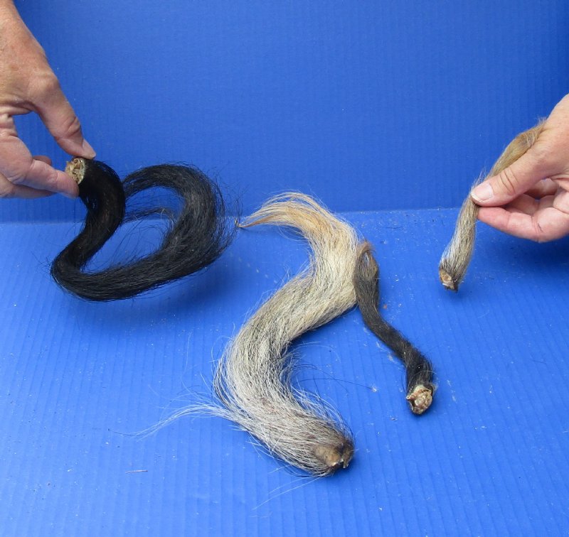 Wild Boar Tail