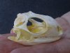 B-Grade North American Iguana skull for sale, 2 inches long  - review all photos. You are buying the skull pictured for $30.00 (Jaws glued shut)