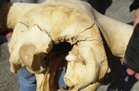 24 inches wide North American bison skull for sale - you are buying this one for $140 - (Large Box UPS billed weight 66 lbs)(No Post Office Shipping) (Cracks, damage underside of skull)