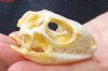 B-Grade North American Iguana skull for sale, 2-1/2 inches long  - review all photos. You are buying the skull pictured for $30.00 (Jaws glued shut)