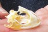 B-Grade North American Iguana skull for sale, 2 inches long  - review all photos. You are buying the skull pictured for $20.00 (Jaws glued shut, damaged skull)