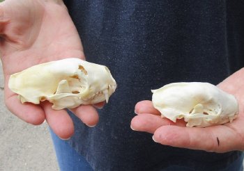 2 piece lot of #2 Grade North American skunk skulls for sale measuring 3 and 3-1/2 inches long  $21/lot