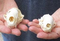 2 piece lot of #2 Grade North American skunk skulls for sale measuring 3 and 3-1/2 inches long  $21/lot