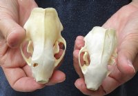 2 piece lot of #2 Grade North American skunk skulls for sale measuring 3 and 3-1/2 inches long  $21/lot