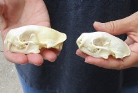 2 piece lot of #2 Grade North American skunk skulls for sale measuring 3 and 3-1/2 inches long  $21/lot