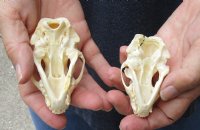 2 piece lot of #2 Grade North American skunk skulls for sale measuring 3 and 3-1/2 inches long  $21/lot