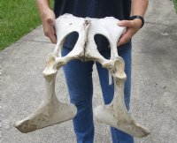 Real Cow Pelvic bone (Bos taurus) for sale with natural imperfections, 20" x 18" - You are buying the pelvic bone pictured for $30
