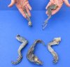 5 piece lot of North American Iguana large size legs cured in formaldehyde - 10 to 12 inches long measured with cloth tape measure around curl (from the top of leg to tip of claw) you will receive ones pictured for $15.00