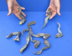 10 piece lot of North American Iguana legs - 6 to 9 inches - $10/lot