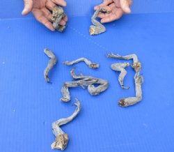 10 piece lot of North American Iguana legs - Up to 5 inches -  $10/lot