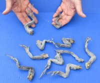 10 piece lot of North American Iguana small size legs cured in formaldehyde - Up to 5 inches long (from the top of leg to tip of claw) $10